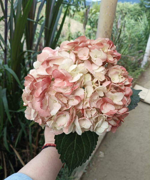 Hortensia Antique Lemon