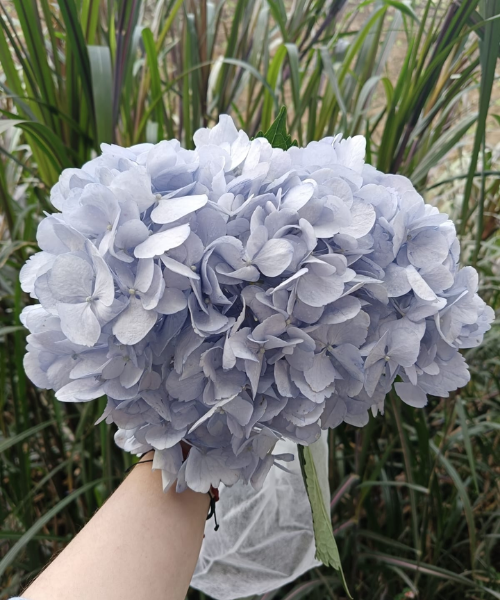 Hortensia Baby Blue