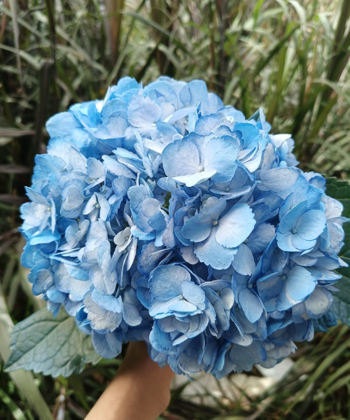 Hortensia Blue Cenizo