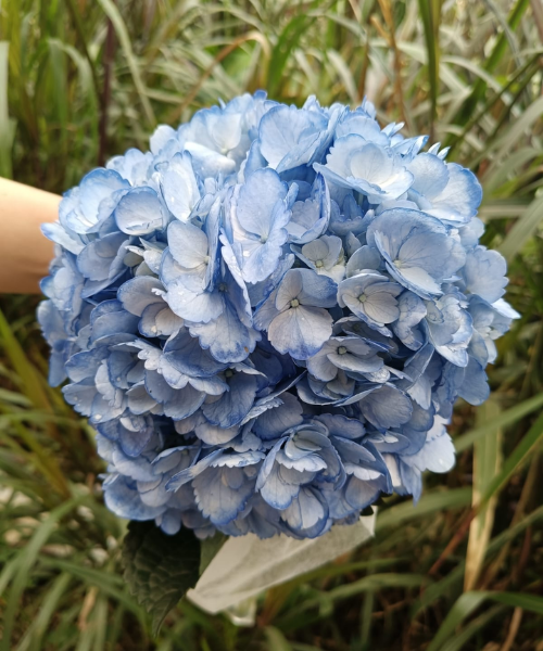 Hortensia Blue Medio