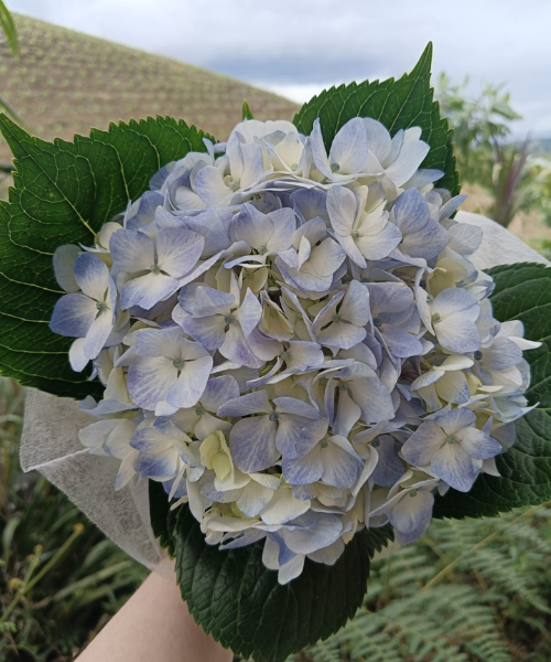 Hortensia Blue Natural