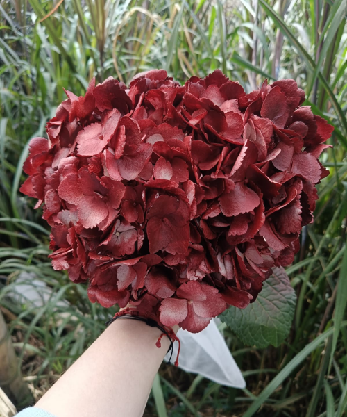 Hortensia Dark Burgundy