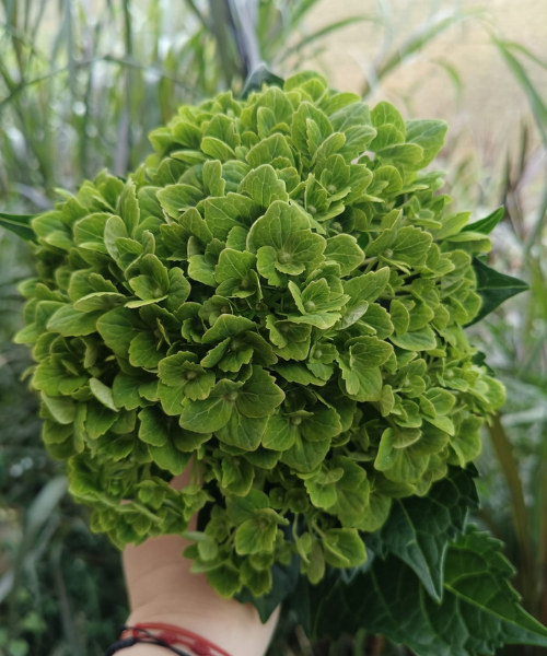 Hortensia Esmeralda
