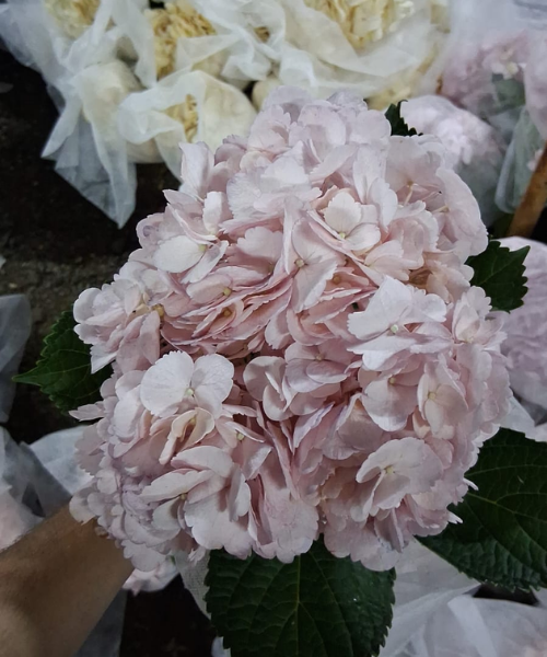 Hortensia Fucsia Medio