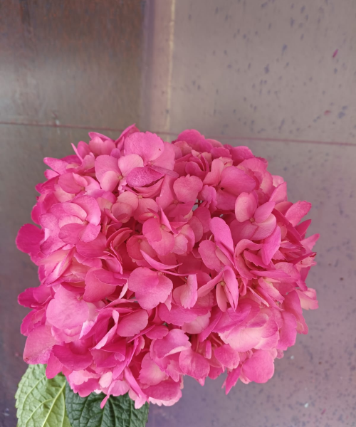 Hortensia Hot Pink