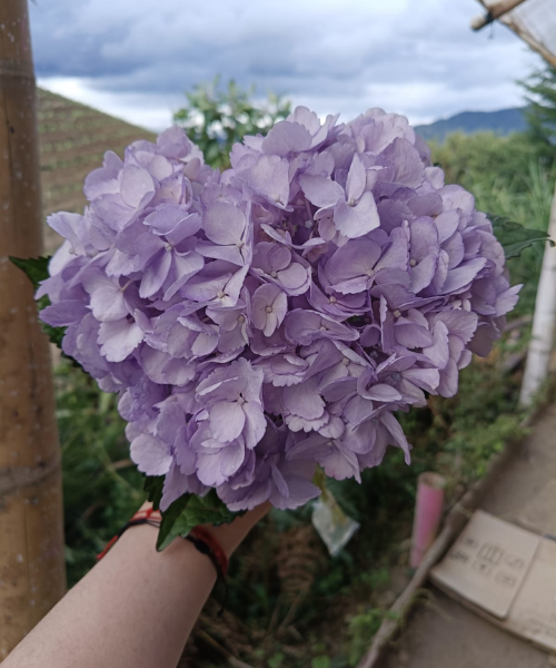 Hortensia Lavander