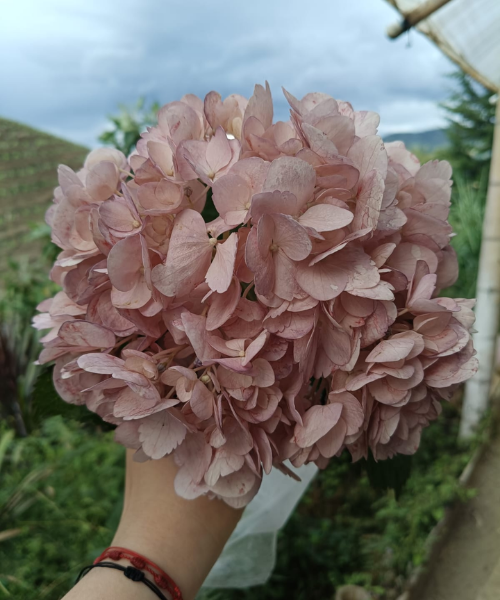 Hortensia Light Burgundy