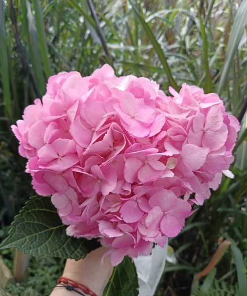 Hortensia Light Fucsia