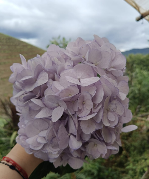 Hortensia Light Lavander