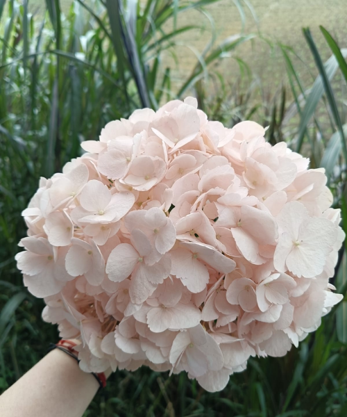 Hortensia Light Pink