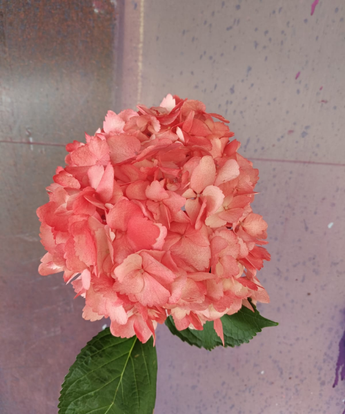 Hortensia Light Rojo