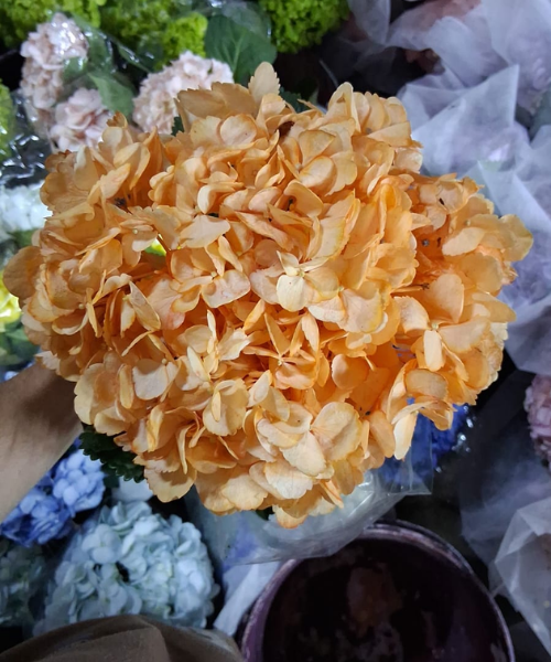 Hortensia Orange