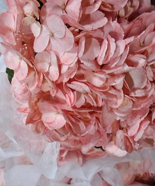 Hortensia Pink