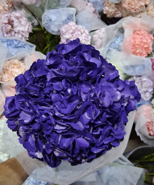 Hortensia Purple