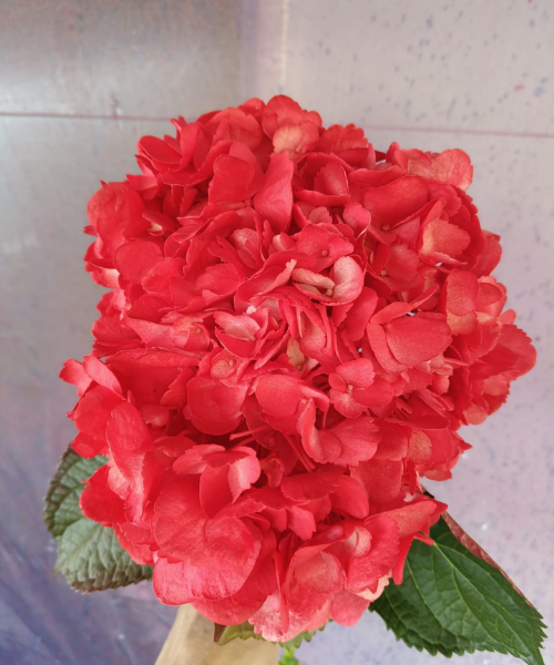 Hortensia Rojo