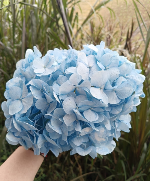 Hortensia Sky Blue