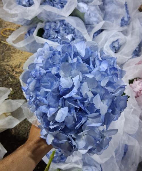 Hortensia Tinte Blue Natural