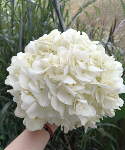 Hortensia White