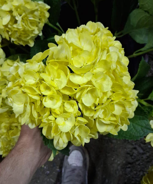 Hortensia Yellow