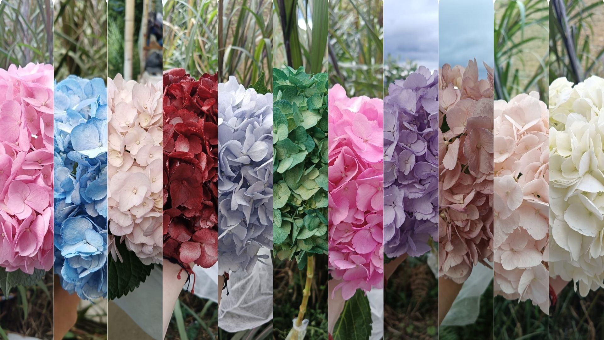 Paleta de colores de hortensias Magic Flowers Colombia