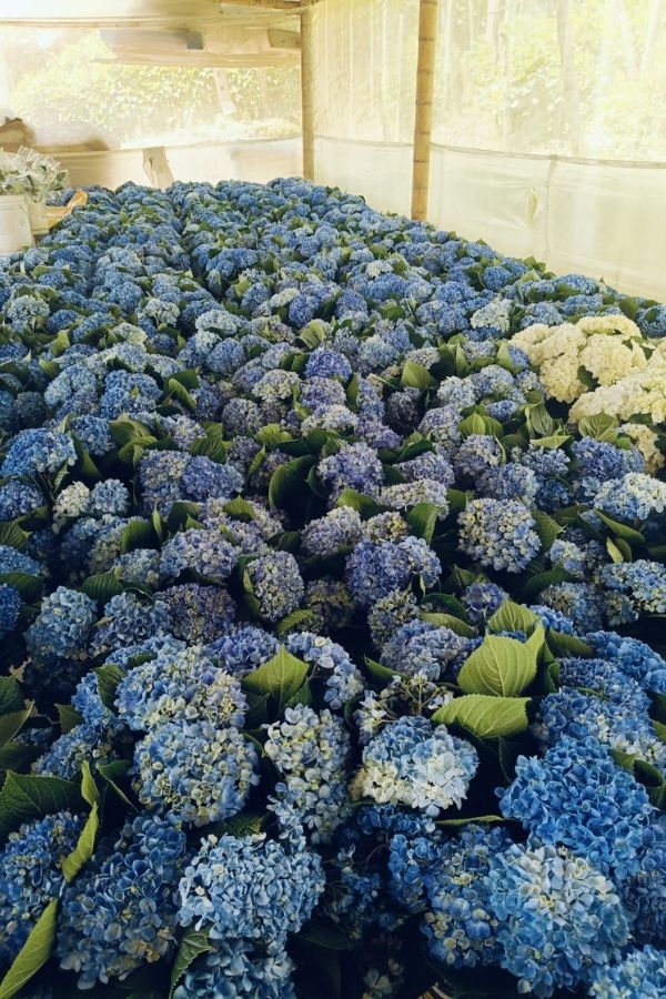 Hortensias de calidad premium